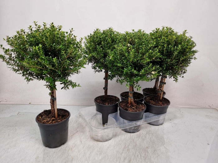 <h4>MYRTUS COM</h4>