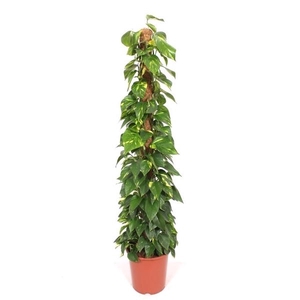 Epipremnum pinnatum mosstok