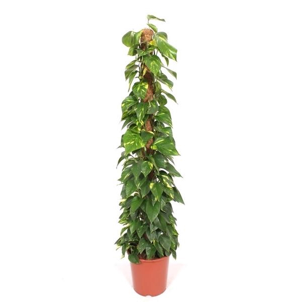 <h4>Epipremnum pinnatum mosstok</h4>