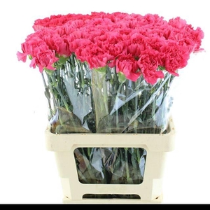 DI ST BIZET CERISE X 160