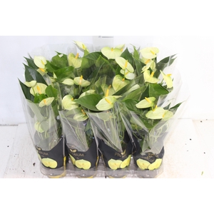 ANTHURIUM VANILLA P09 PREMIUM