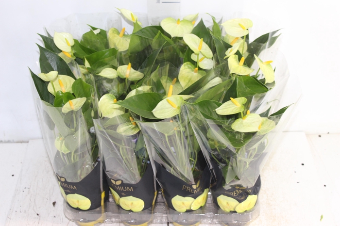 <h4>ANTHURIUM VANILLA P09 PREMIUM</h4>