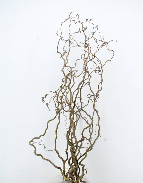 <h4>CORYLUS AV CONTORTA 2 JARIG</h4>