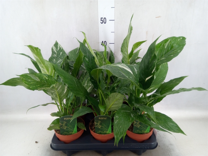 <h4>Spathiphyllum  'Diamond'</h4>