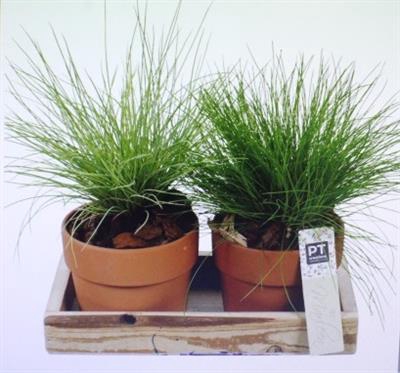 <h4>1602 2 Potjes Gras</h4>