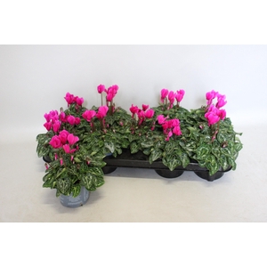 Cyclamen Super Serie Purple