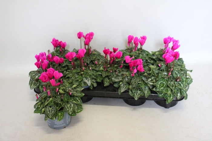 <h4>Cyclamen Super Serie Purple</h4>