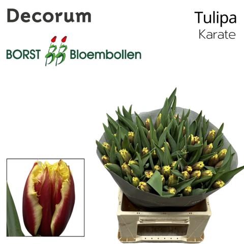 <h4>TU FR Karate</h4>