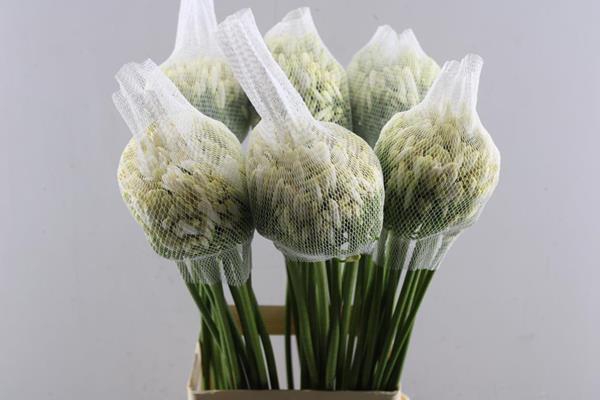 <h4>Agap Gletsjer</h4>