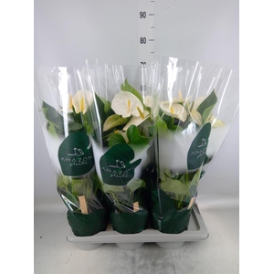 Anthurium andr. 'Samora'