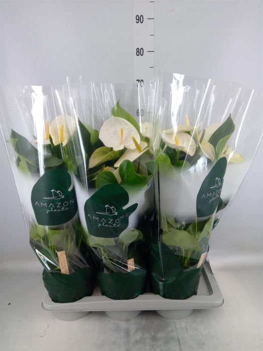 <h4>Anthurium andr. 'Samora'</h4>