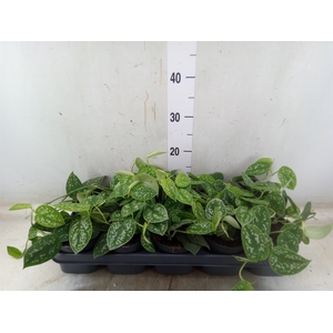 Scindapsus pictus 'Argyraeus'
