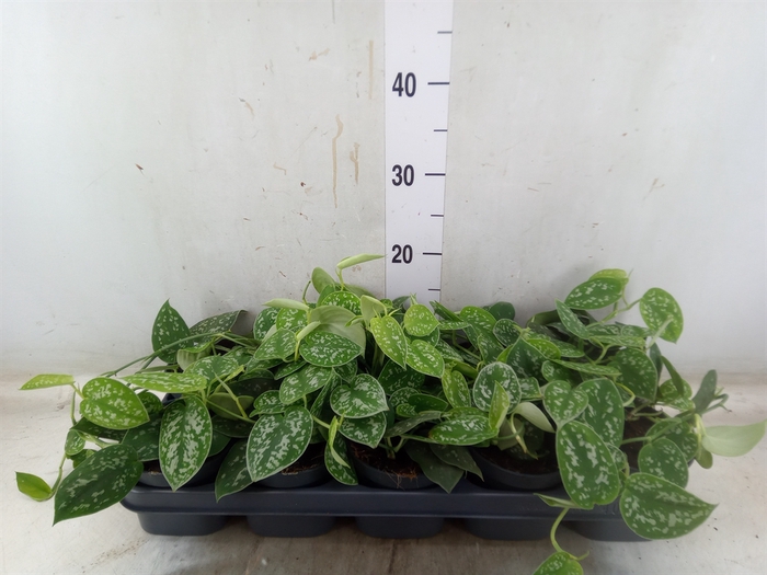 <h4>Scindapsus pictus 'Argyraeus'</h4>