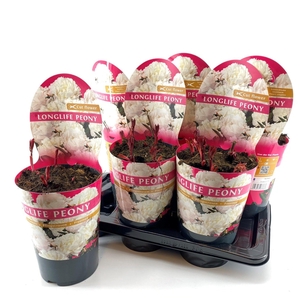 Paeonia 21CM C4 Wit Longlife Exclusive