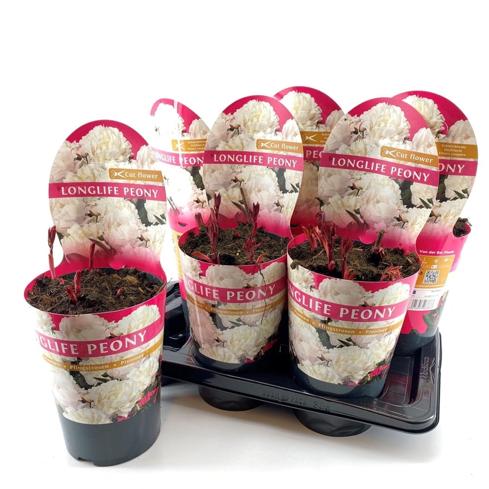 <h4>Paeonia 21CM C4 Wit Longlife Exclusive</h4>