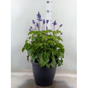 Salvia  'Mystic Spires Blue'
