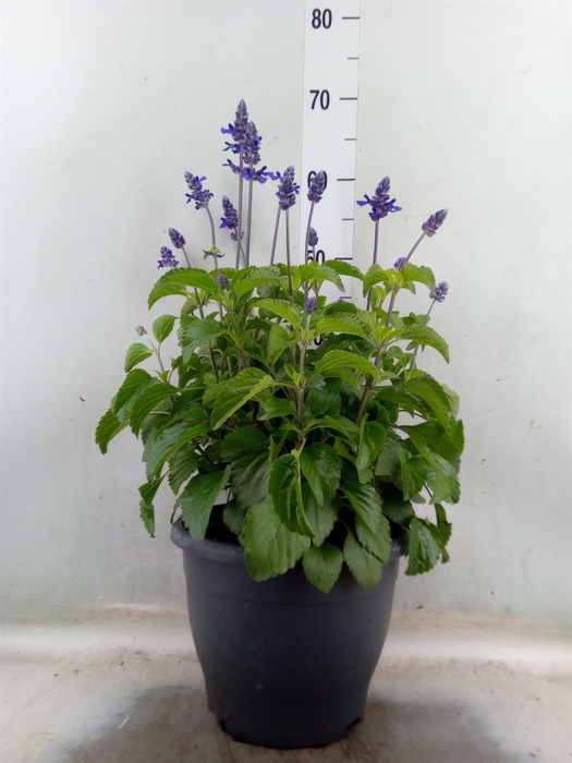 <h4>Salvia  'Mystic Spires Blue'</h4>
