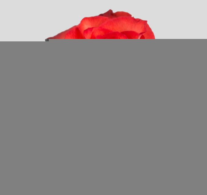 <h4>R GR IGUANA</h4>