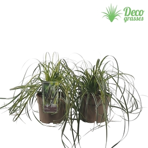 Carex 'Feather Falls'®