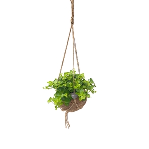 PEP ROTUNDIFOLIA