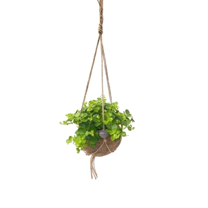 Kokodama 15 cm Hanging plant mix