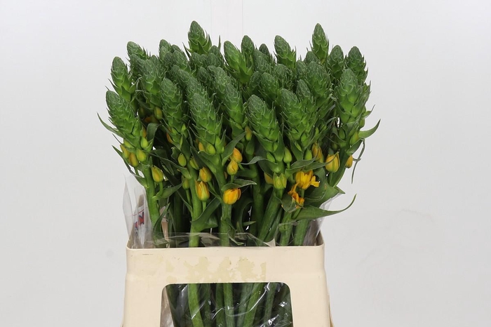<h4>Ornithogalum Dubium Gold Star</h4>