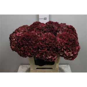 Hydr Cl M Mag Pi Rub