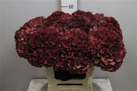 Hydr Cl M Mag Pi Rub