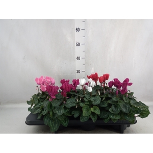 Cyclamen MD 'Allure'