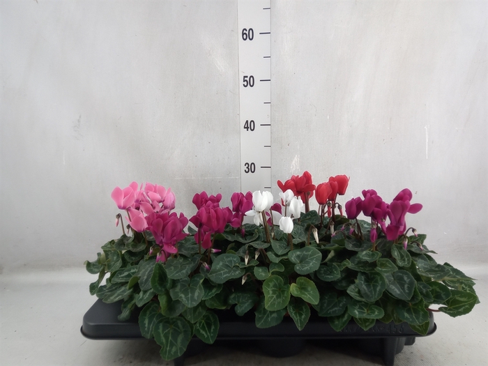 Cyclamen MD 'Allure'