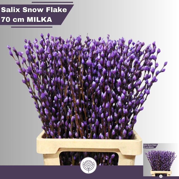<h4>SALIX SN FLA KLB H%</h4>