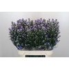 Aster Cassandra