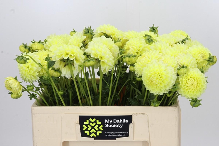 <h4>Dahlia Banana Baby</h4>