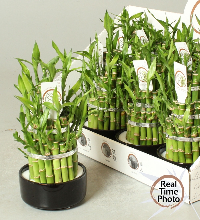 DRA LUCKY BAMBOO