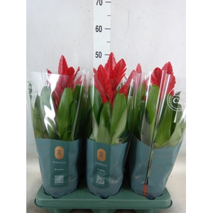 Vriesea  'Intenso Red'
