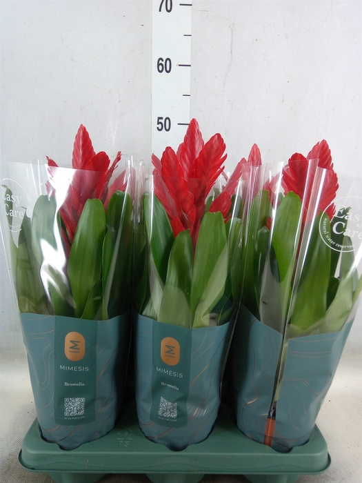 <h4>Vriesea  'Intenso Red'</h4>