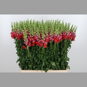Antirrhinum Dark Orange
