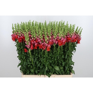 Antirrhinum Dark Orange