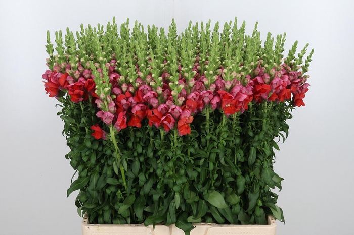 <h4>Antirrhinum Dark Orange</h4>