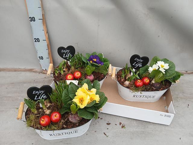 <h4>ARR BOL KNOLGEWAS</h4>