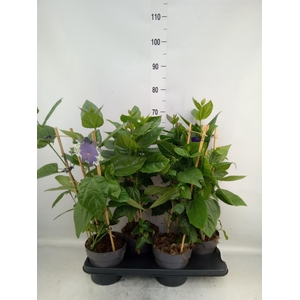 Thunbergia battiscombei