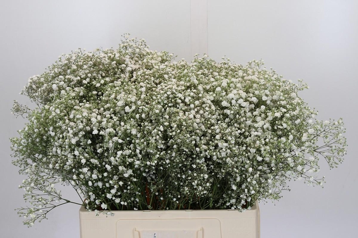 <h4>Gyps Xlence</h4>