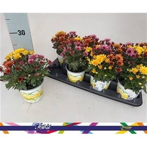 CHRYS GARDEN MUMS GM