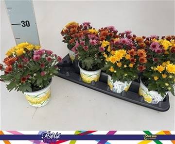 <h4>CHRYS GARDEN MUMS GM</h4>