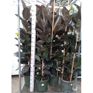 Ficus elastica 'Abidjan'