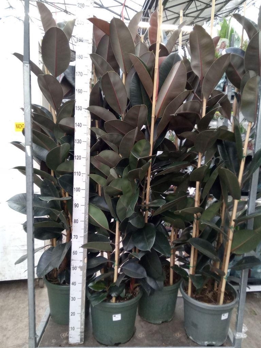 <h4>Ficus elastica 'Abidjan'</h4>
