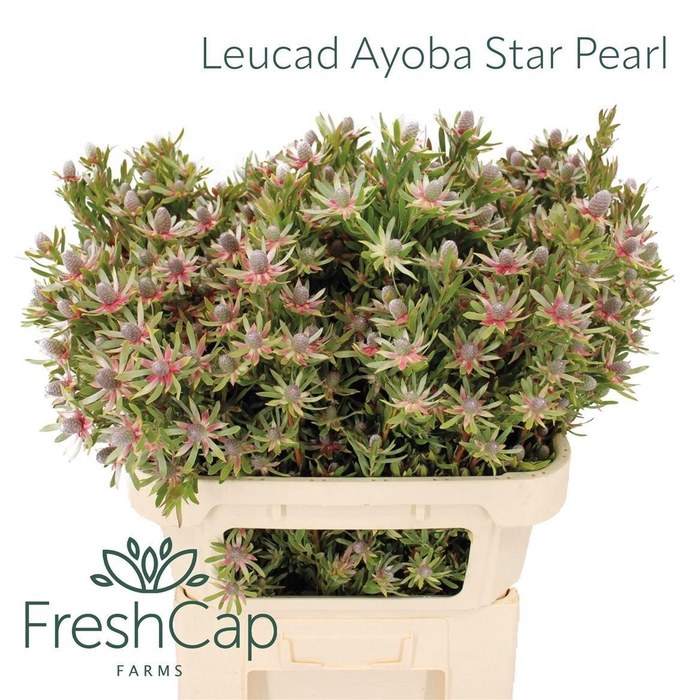 <h4>LEUCAD AYOBA ST PEAR</h4>