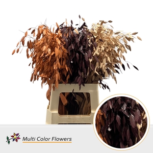 Chasmanthium Herfst Mix