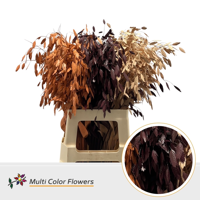 <h4>Chasmanthium Herfst Mix</h4>