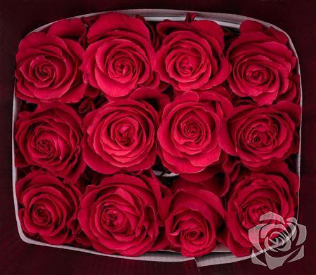 <h4>R Gr Altamira</h4>